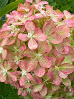 Гортензия Пиксио (Pixio) метельчатая