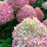 Гортензия Пиксио (Pixio) метельчатая купить с доставкой