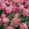 Гортензия Пиксио (Pixio) метельчатая купить с доставкой