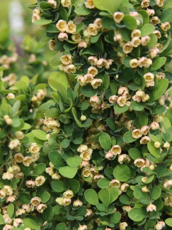 Барбарис Эректа (Erecta) купить с доставкой