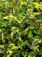 Пузыреплодник Мозаика (Mazaika)