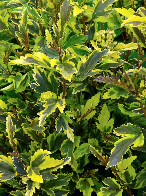 Пузыреплодник Мозаика (Mazaika) купить с доставкой