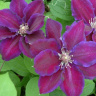 Клематис Юлька (Julka) купить с доставкой