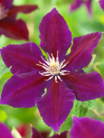 Клематис Юлька (Julka)