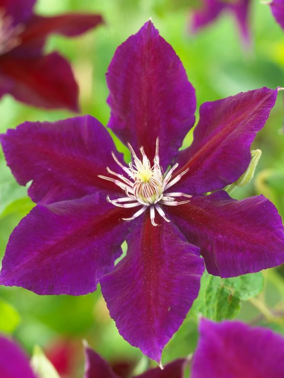 Клематис Юлька (Julka) купить с доставкой