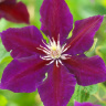 Клематис Юлька (Julka) купить с доставкой