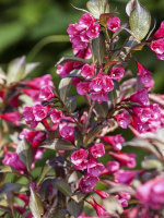 Вейгела Александра (Alexandra)