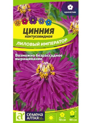 Цинния Лиловый Император кактусовидная [Семена алтая]
