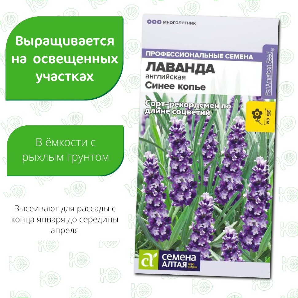 Лаванда Синее копье узколистная [Семена алтая] купить с доставкой