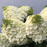 Гортензия Мэджикал Маттерхорн (Magical Matterhorn) метельчатая купить с доставкой