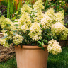 Гортензия Мэджикал Маттерхорн (Magical Matterhorn) метельчатая купить с доставкой
