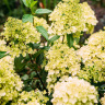 Гортензия Мэджикал Маттерхорн (Magical Matterhorn) метельчатая купить с доставкой