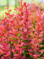 Барбарис Оранж Рокет (Orange Rocket)