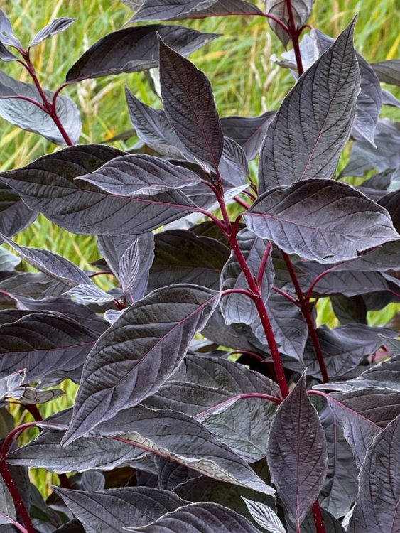 Дерен Найтфолл (Nightfall) купить с доставкой