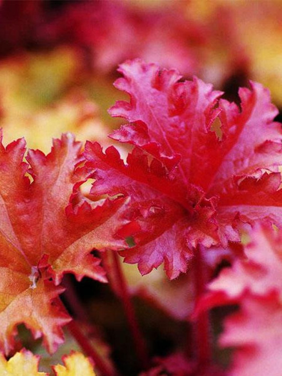 Гейхера Зиппер (Zipper) купить с доставкой