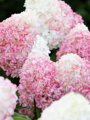 Гортензия Пинк энд Роуз (Pink and Rose) метельчатая Гортензия Пинк энд Роуз (Pink and Rose) метельчатая