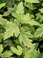 Пузыреплодник Голден Энни (Golden Anny)