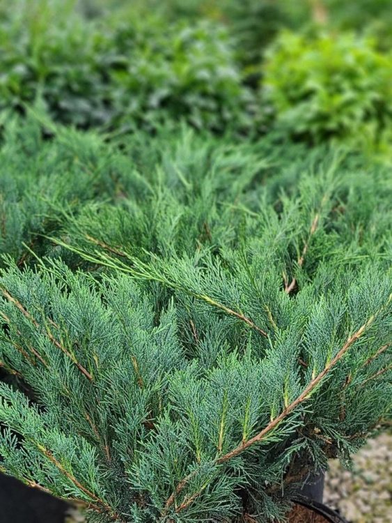 Можжевельник казацкий Голубой Дунай (Blue Danube) купить с доставкой