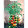 Томат Ежик [Биотехника] купить с доставкой