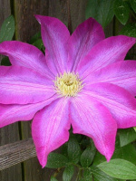 Клематис Какио (Kakio)