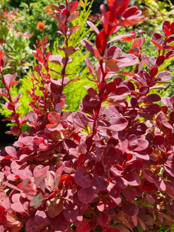 Барбарис Венис (Venice) купить с доставкой