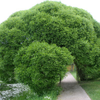 Ива Булата