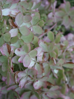 Гортензия Металлика (Metallica) метельчатая