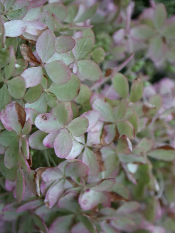 Гортензия Металлика (Metallica) метельчатая купить с доставкой