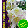 Рододендрон короткоплодный [Семена редких растений] купить с доставкой