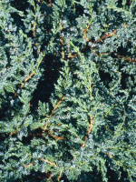 Можжевельник чешуйчатый Холгер (Holger)