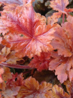 Гейхерелла Хопскотч (Hopscotch)