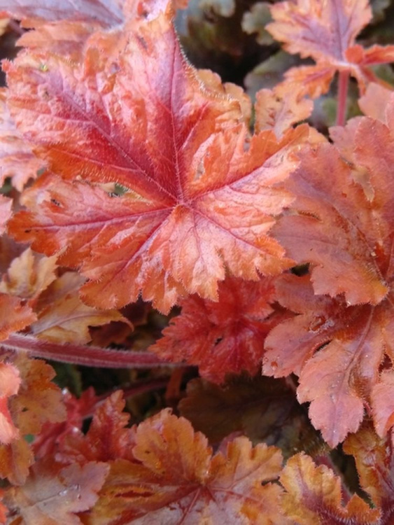 Гейхерелла Хопскотч (Hopscotch) купить с доставкой