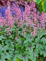 Гейхерелла Пинк Физ (Pink Fizz)