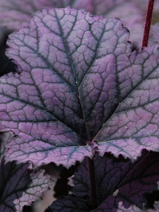 Гейхера Фростед Виолет (Frosted Violet)