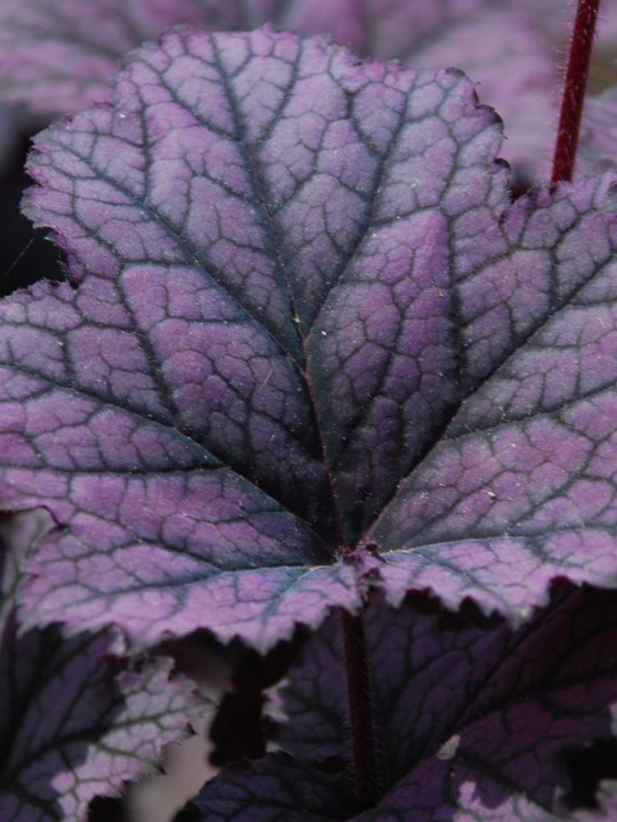 Гейхера Фростед Виолет (Frosted Violet) купить с доставкой