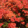 Рододендрон Мандарин Лайтс (Mandarin Lights) купить с доставкой