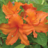 Рододендрон Мандарин Лайтс (Mandarin Lights)