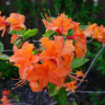 Рододендрон Мандарин Лайтс (Mandarin Lights) купить с доставкой