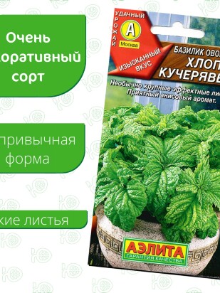 Базилик Хлопец кучерявый [Аэлита]