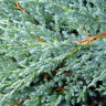 Можжевельник чешуйчатый Блю Карпет (Blue Carpet) купить с доставкой
