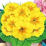 Примула